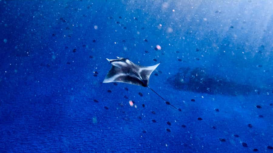 From Lembongan: Manta Point Snorkeling & West Penida Tour - Getting from Nusa Lembongan to Toyapakeh: the day starts fast