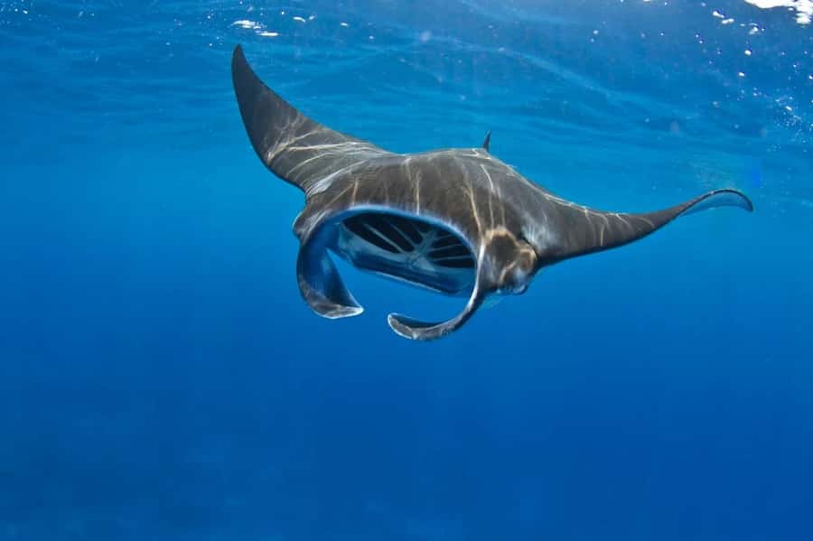 From Lembongan: Manta Point Snorkeling & West Penida Tour - Manta Point snorkeling: what that water time is really about