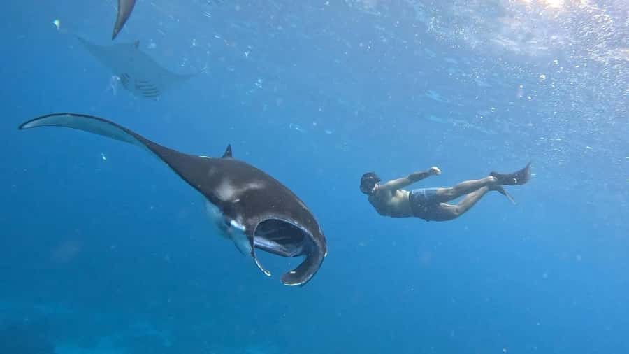 From Lembongan: Nusa Penida Private Snorkeling Tour - Manta Bay snorkeling: the “maybe” stop you should plan for anyway