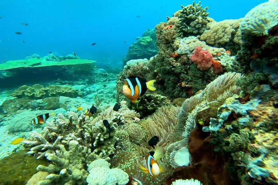 From Lembongan: Nusa Penida Private Snorkeling Tour - Gamat Bay: calm time, focused viewing