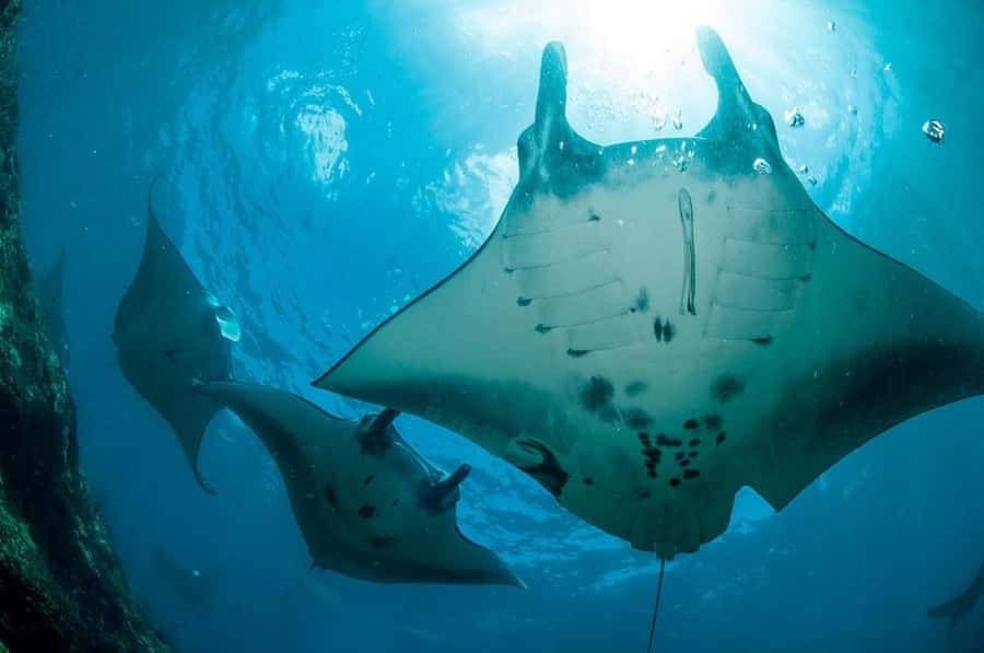 From Lembongan: Nusa Penida Private Snorkeling Tour - Meeting point and timing in Nusa Lembongan (what to expect)