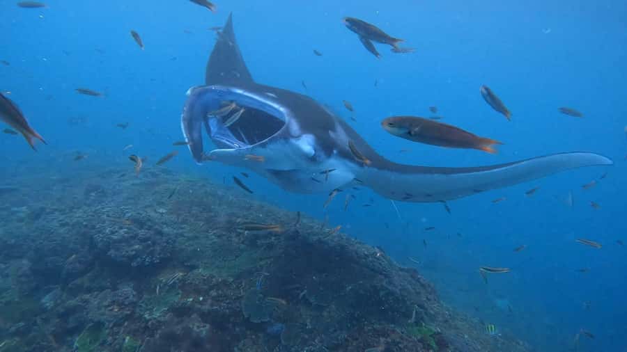 From Lembongan: Nusa Penida Private Snorkeling & West Tour - From Nusa Lembongan to Nusa Penida: A Tight, Well-Run Route