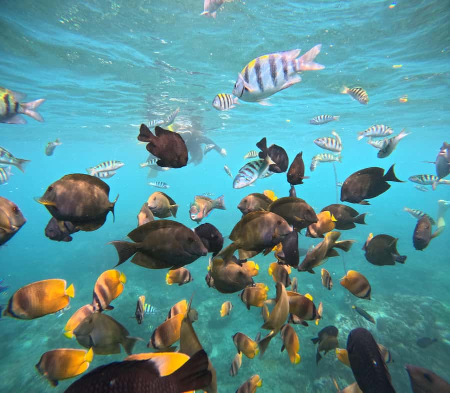 From Lembongan: Nusa Penida Private Snorkeling & West Tour - Underwater Photos With GoPro: Useful, Not Just a Gimmick