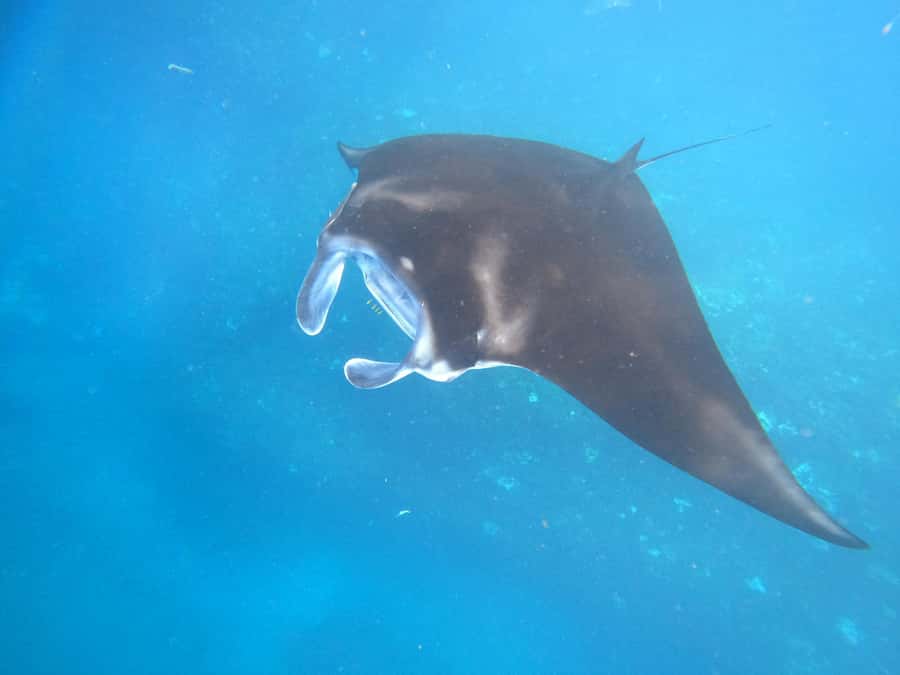 From Lembongan: Nusa Penida Private Snorkeling & West Tour - What to Bring (and What Can Ruin the Day)