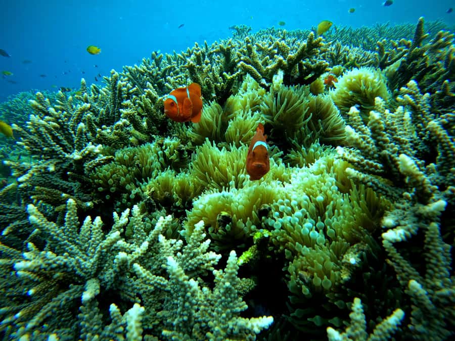 From Lembongan: Nusa Penida Snorkeling Day Trip - Lunch at Mesari Beach Restaurant and the Mangrove Option