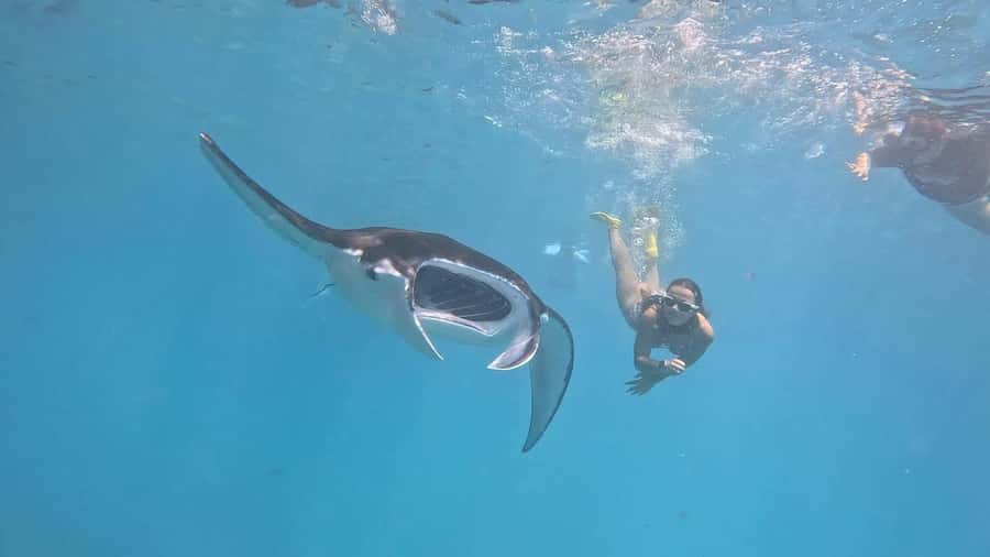From Lembongan: Snorkeling 3 Spots, Mangrove and Land Tour - Manta Bay: Your Best Shot at Majestic Rays (But Know the Odds)