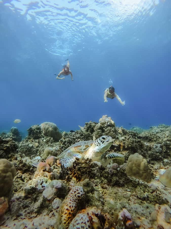 From Lombok: 3 Gili Islands Private Snorkeling Adventure - Price and Value at $64: When It’s a Good Deal and When It Isn’t