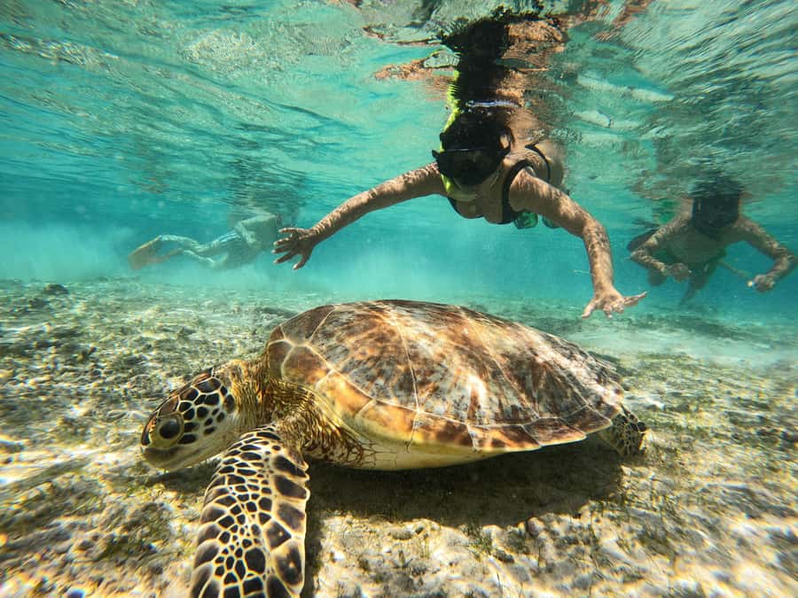 From Lombok: Gili Islands Snorkeling Day Trip - Why this three-Gili snorkeling day trip makes sense from Lombok