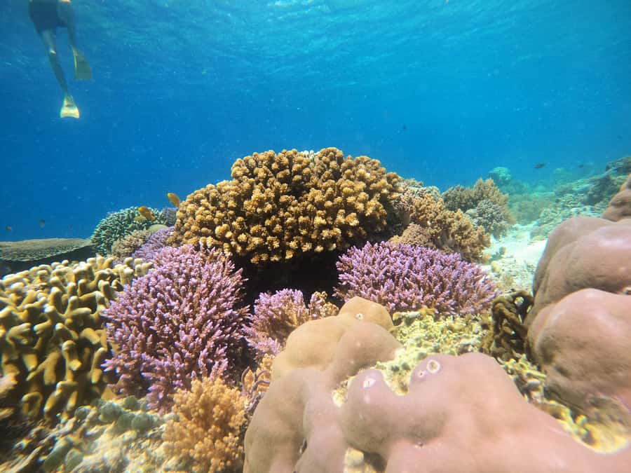 From Lombok: Gili Islands Snorkeling Day Trip - Gili Air snorkeling and fish-feeding: where the show usually happens