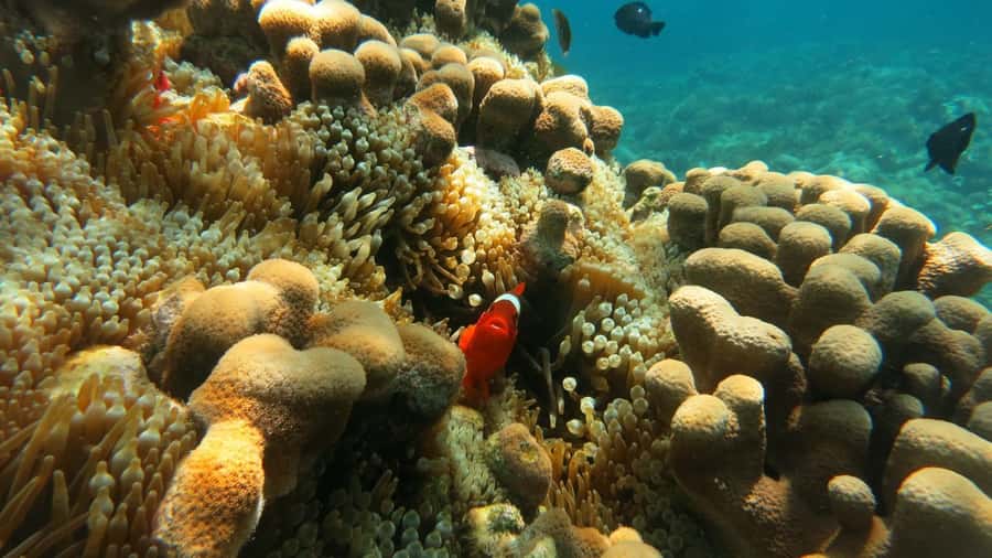 From Lombok: Southern Gilis Private Snorkelling Day Trip - Gili Kedis: the tiny island stop where white sand does the talking
