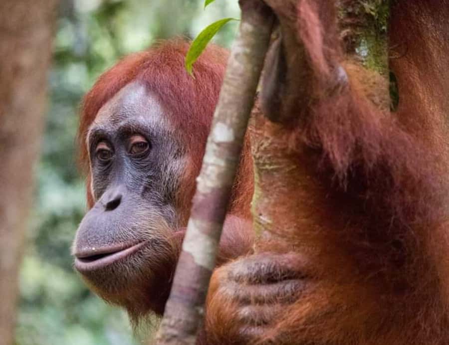 From Medan: Magnificent View & Jungle Trekking in Sumatra - Walking in the Leuser jungle: what the physical reality is like