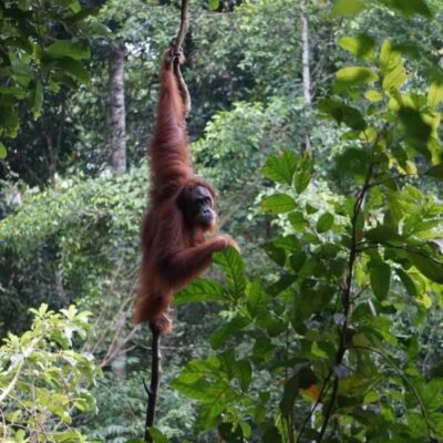 From Medan: Magnificent View & Jungle Trekking in Sumatra - Day by day: how the 4 days tend to feel