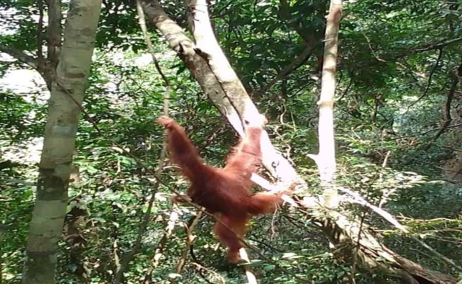 From Medan: Magnificent View & Jungle Trekking in Sumatra - Orangutans and wildlife odds: what you can realistically expect