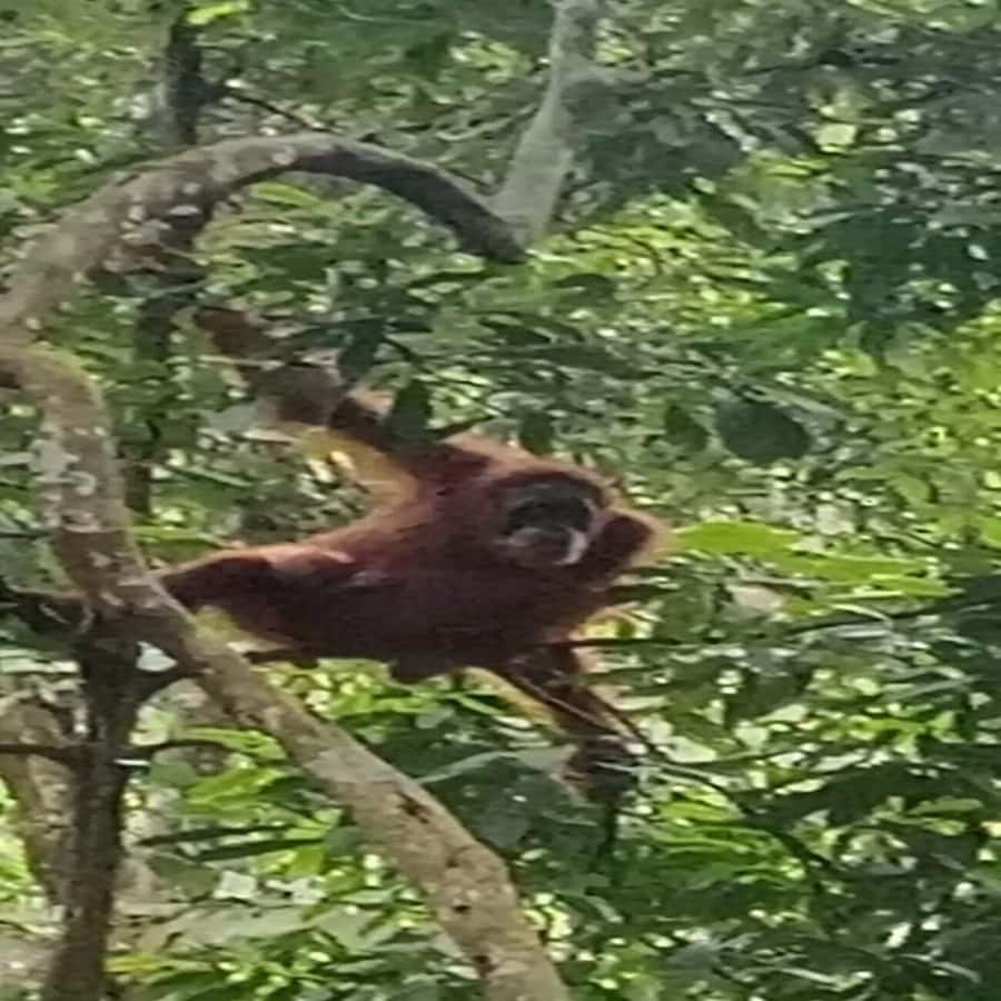 From Medan: Magnificent View & Jungle Trekking in Sumatra - Price and value: is $277 fair for four days?