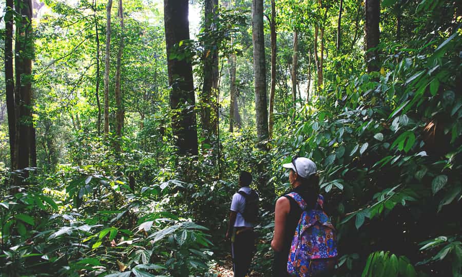 From Medan: Mount Leuser National Park Orang Utan Trip - From Medan to Bukit Lawang: where the day starts