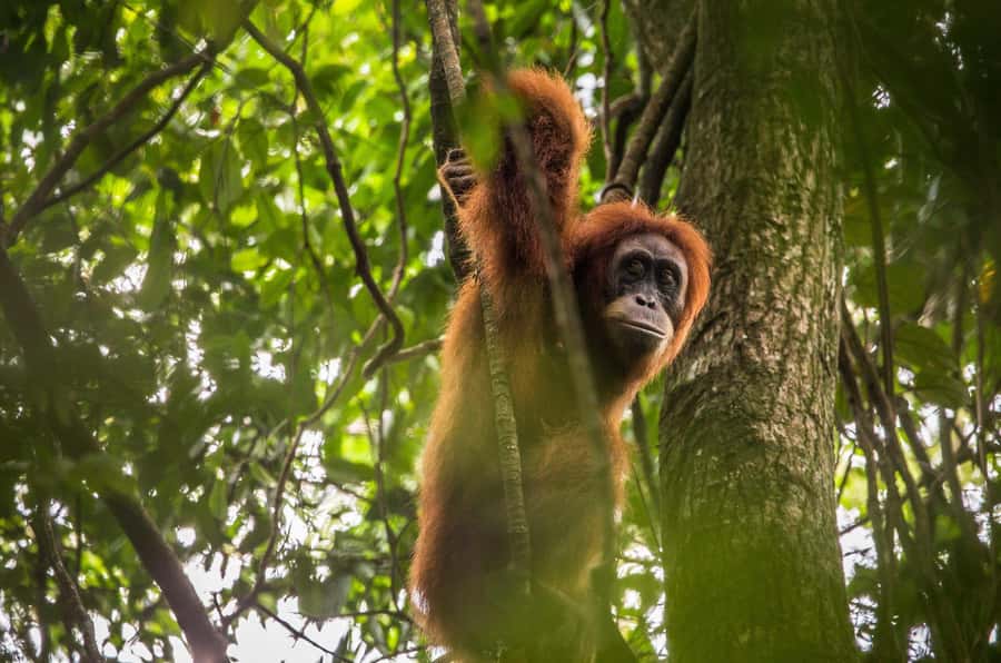From Medan: Mount Leuser National Park Orang Utan Trip - Walking into Mount Leuser National Park: what the hike really feels like