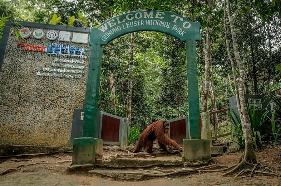 From Medan: Mount Leuser National Park Orang Utan Trip - Wildlife spotting: orangutans, monkeys, and birds