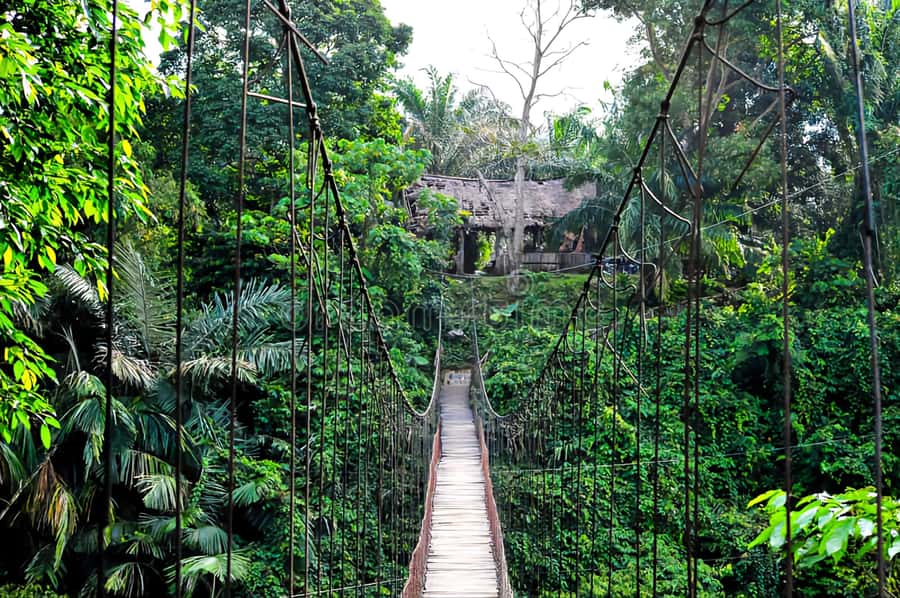 From Medan: Mount Leuser National Park Orang Utan Trip - Should you book the Medan to Leuser orangutan day trip?