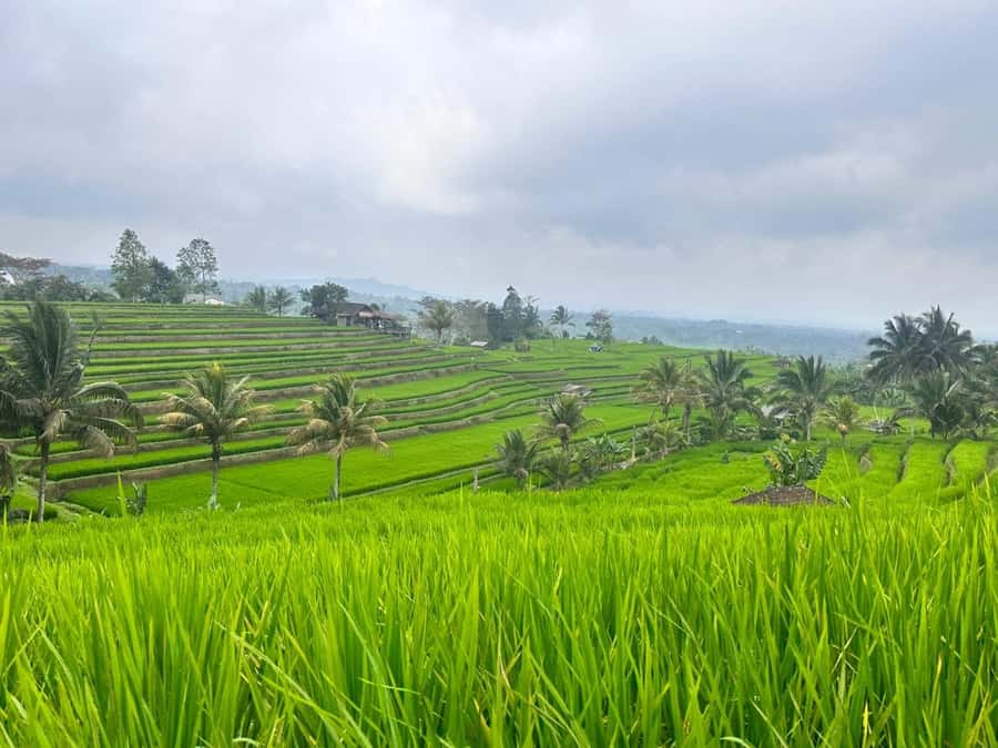 From north bali :Tanah Lot, sangeh forest & Ulun Danu Temple - Ulun Danu Bratan Temple on the Water