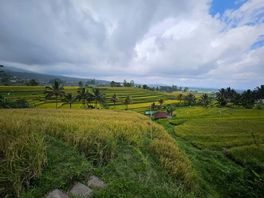 From north bali :Tanah Lot, sangeh forest & Ulun Danu Temple - Jatiluwih Rice Terraces: Where the Green Feels Personal