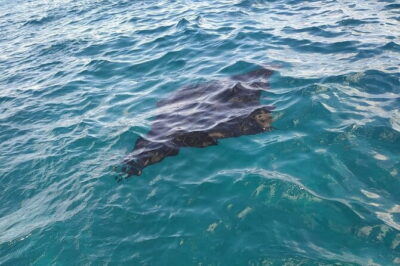 From Nusa Lembongan Manta Snorkeling Trips with Pickup Included - Pickup, mobile ticket, and the gear that makes it easier