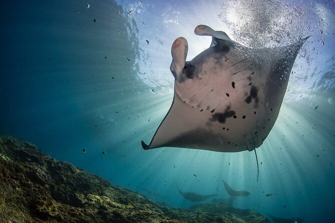 From Nusa Lembongan Manta Snorkeling Trips with Pickup Included - Manta Point: the main event, plus the reality of sea conditions