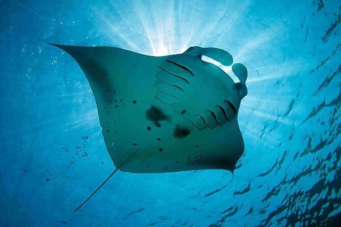 From Nusa Lembongan Manta Snorkeling Trips with Pickup Included - How safety actually works on this trip