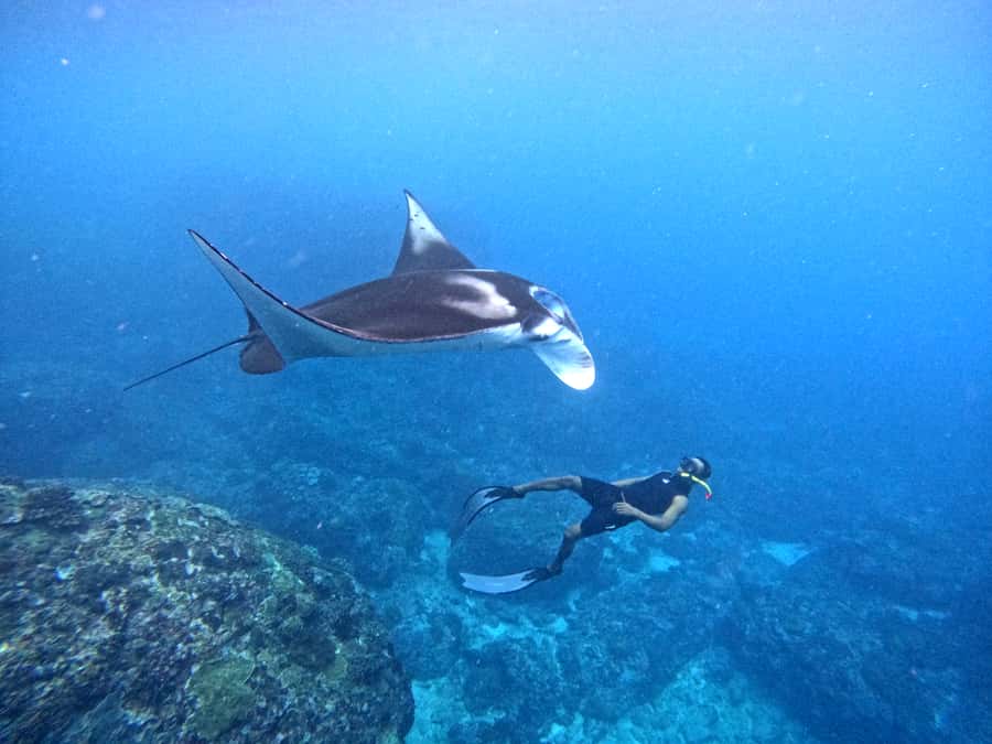 From Nusa Penida: 3 Spots Snorkeling Tour with Manta Rays - Key things that make this tour worth your time