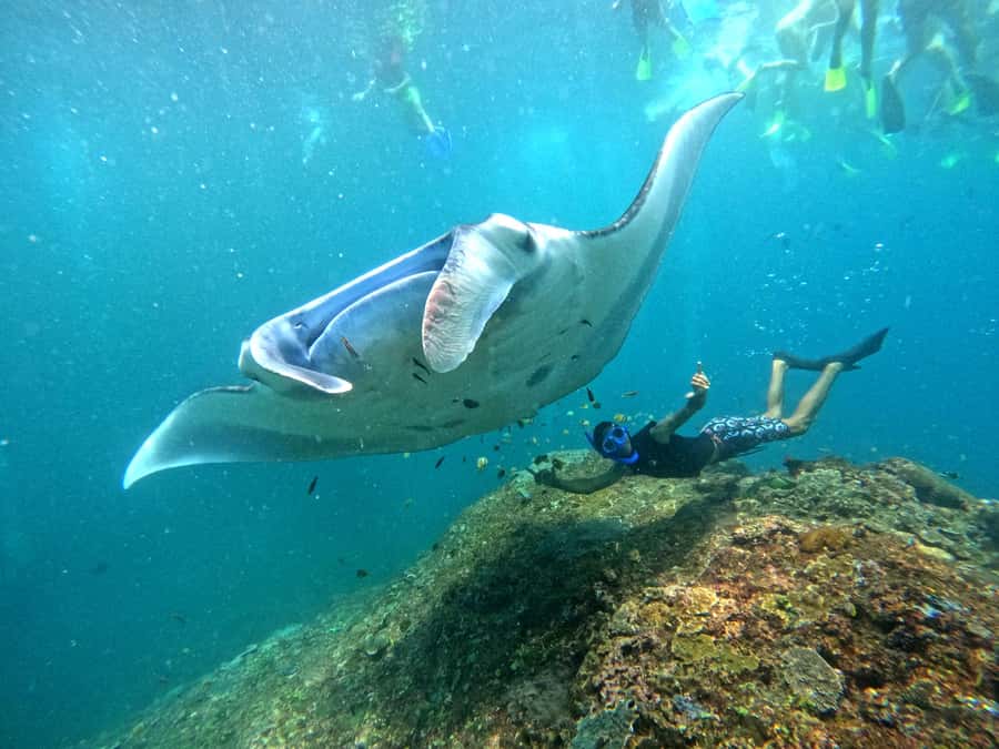 From Nusa Penida: 3 Spots Snorkeling Tour with Manta Rays - Toyapakeh Harbour start: how the day gets moving