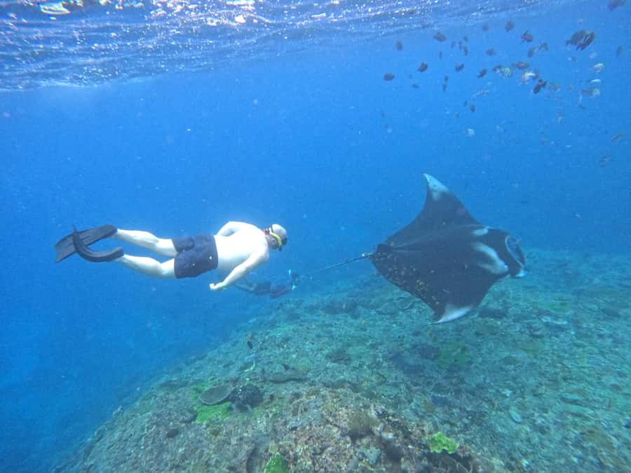 From Nusa Penida: 3 Spots Snorkeling Tour with Manta Rays - Manta ray snorkeling: how the crew works Manta Bay and Manta Point