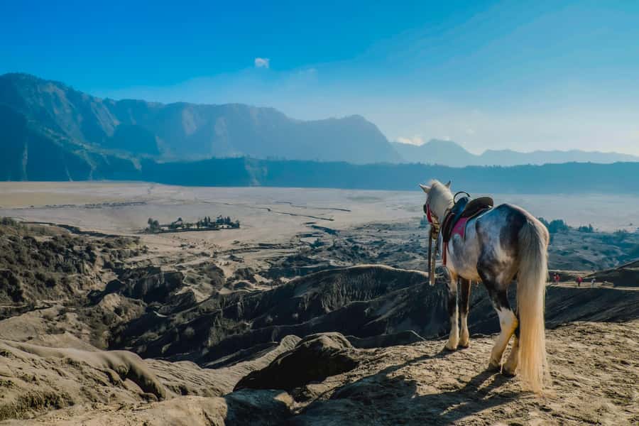 From Probolinggo: 1-Day Mount Bromo Sunrise Trip & Breakfast - Mount Bromo crater area: what you see and what you walk through