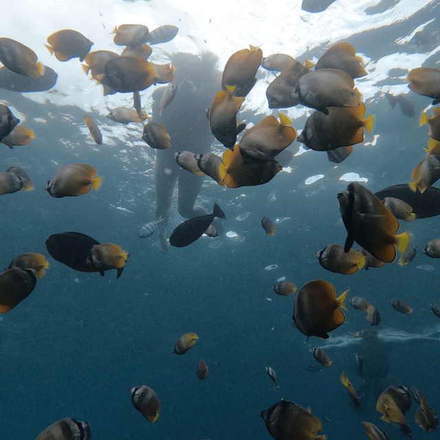 From Sanur : Snorkeling and Land Excursion at Nusa Penida - Who this tour is great for (and who should skip it)