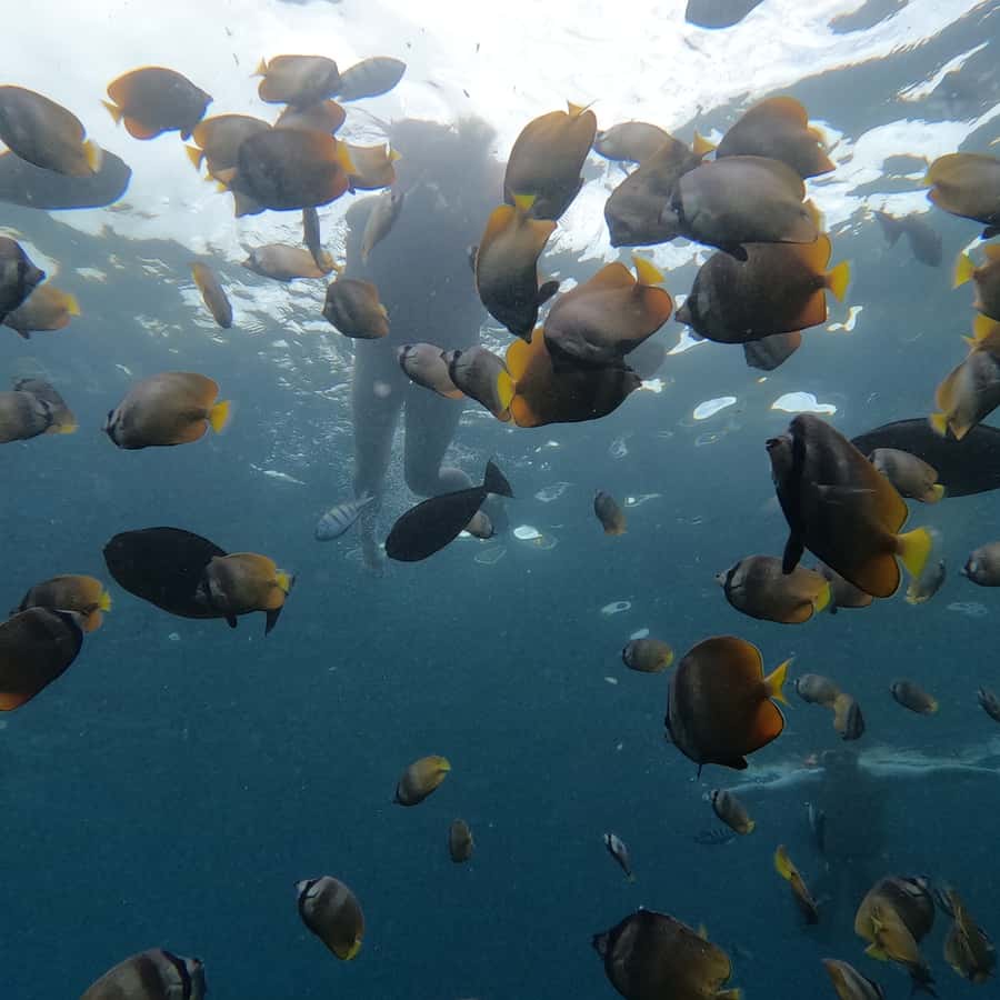 From Sanur : Snorkeling and Land Excursion at Nusa Penida - Angel’s Billabong: the ocean-carved infinity pool