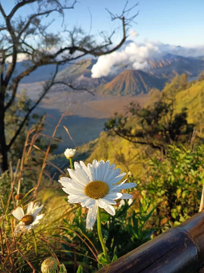 From Surabaya: Private 3-Day Mount Bromo Ijen Tour - Overnight shift to Ijen: Bondowoso timing that makes the crater hike possible