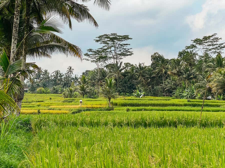 From Ubud: Downhill Bike Tour with Rice Terraces and Meal - Craft villages of Ubud: wood, silver, and woven textiles
