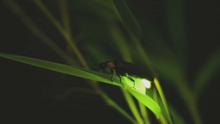 From Ubud: Evening Firefly Tour in Taro Village - Key things that make this tour worth your time