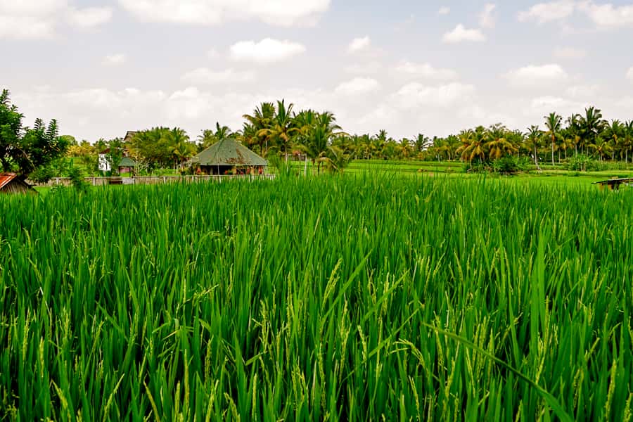 From Ubud: Evening Firefly Tour in Taro Village - Should you book this Ubud evening firefly tour?