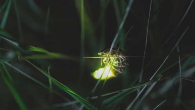 From Ubud: Evening Firefly Tour in Taro Village - Taman Dukuh Agroforestry: the farm walk that sets up the rest of the night