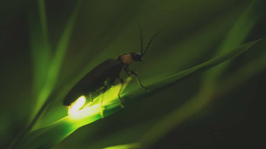 From Ubud: Evening Firefly Tour in Taro Village - Visiting a family compound: learning the household rules, not just the house