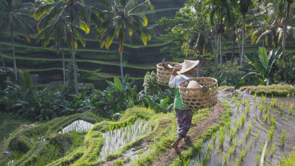 From Ubud: Evening Firefly Tour in Taro Village - Rice paddies after dark and the Subak irrigation system