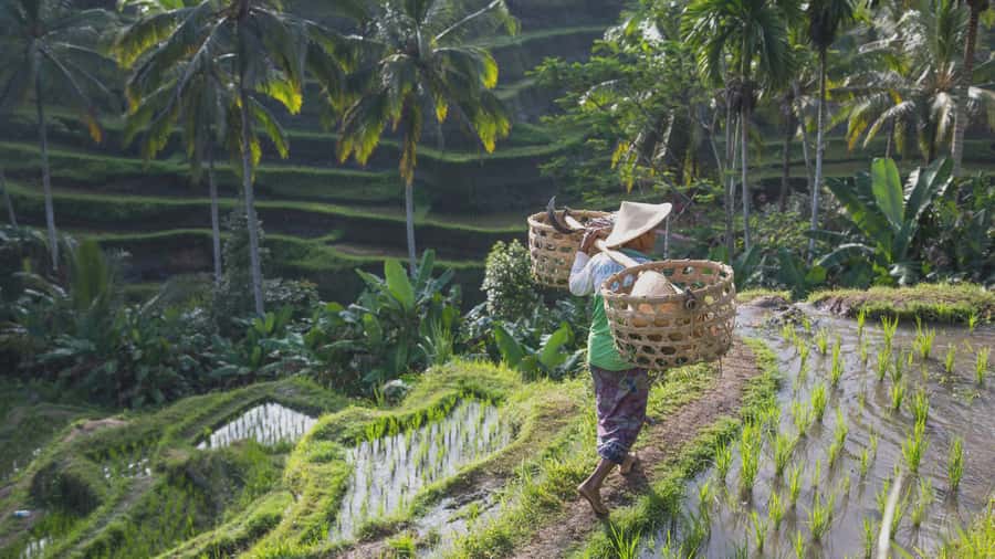From Ubud: Evening Firefly Tour in Taro Village - Firefly watching: how to get the best chance of big glow