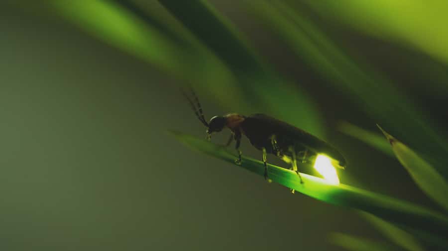 From Ubud: Evening Firefly Tour in Taro Village - Price and what you actually get for $29