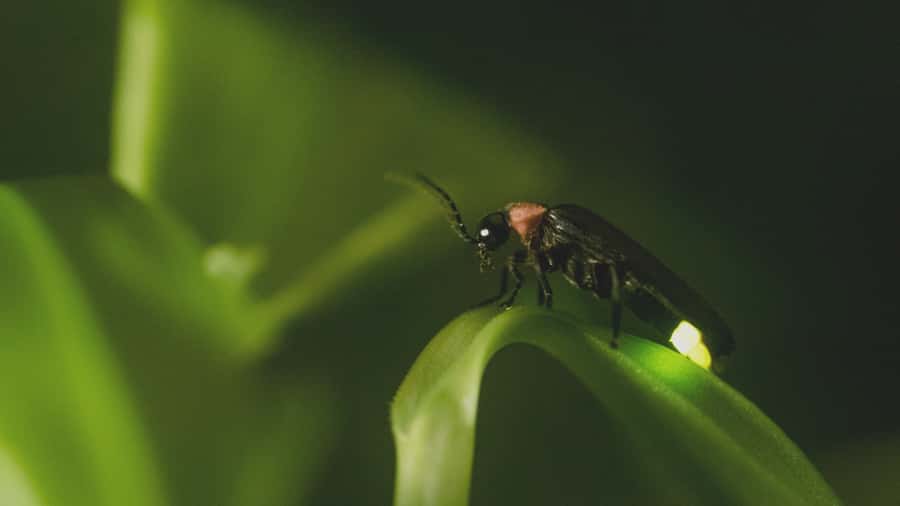 From Ubud: Evening Firefly Tour in Taro Village - Who should book, and who should reconsider
