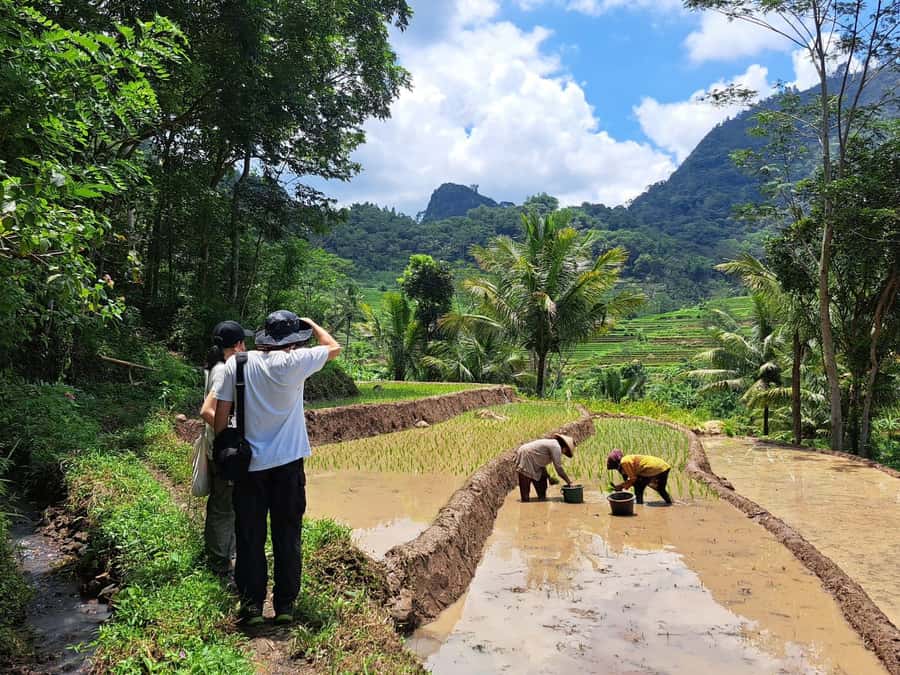 From Yogyakarta: Hidden Waterfall & Selogriyo Rice Terraces - Quick hits before you go