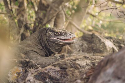 Full-Day Adventure Tour to komodo Island with join Speed Boat tur - 5:30 AM Pickup and the Shared Boat Reality