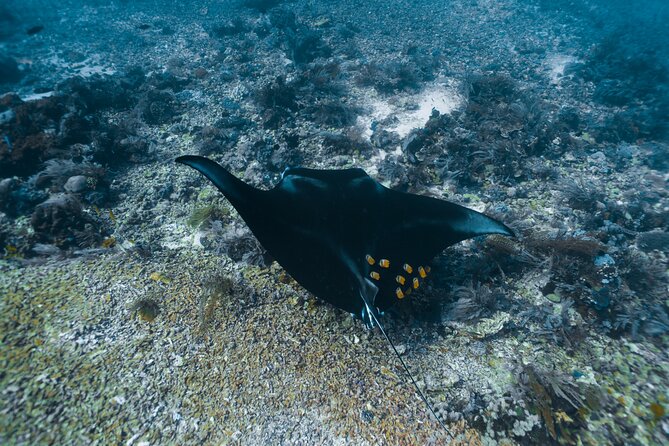 Full-Day Adventure Tour to komodo Island with join Speed Boat tur - Kanawa Island White Sand and Coral Snorkeling Break