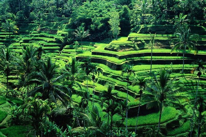 Full Day ATV Ride, Monkey Forest,Tegalalang Rice Terrace - Key highlights at a glance