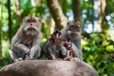 Full Day Best of Ubud Private Tour - Celuk Art Village and Batuan: craft + culture beyond the temples