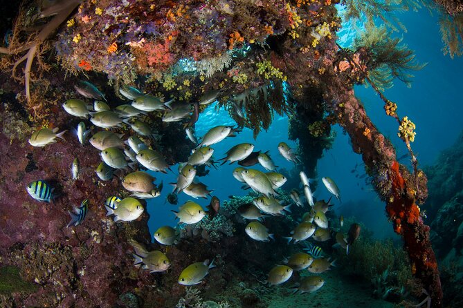 Full-Day Discover Scuba Diving Tour for Beginners in Tulamben - Coral Garden: what you’re doing under the water (and why it’s a great start)