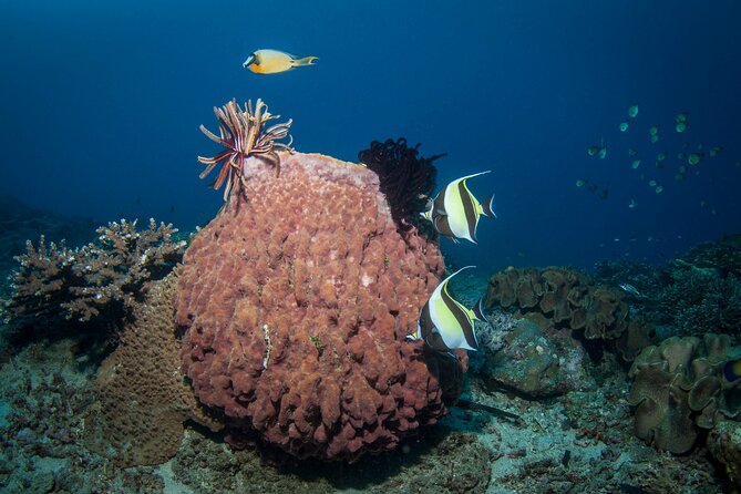 Full-Day Discover Scuba Diving Tour for Beginners in Tulamben - USS Liberty: the famous shipwreck experience, minus the beginner panic